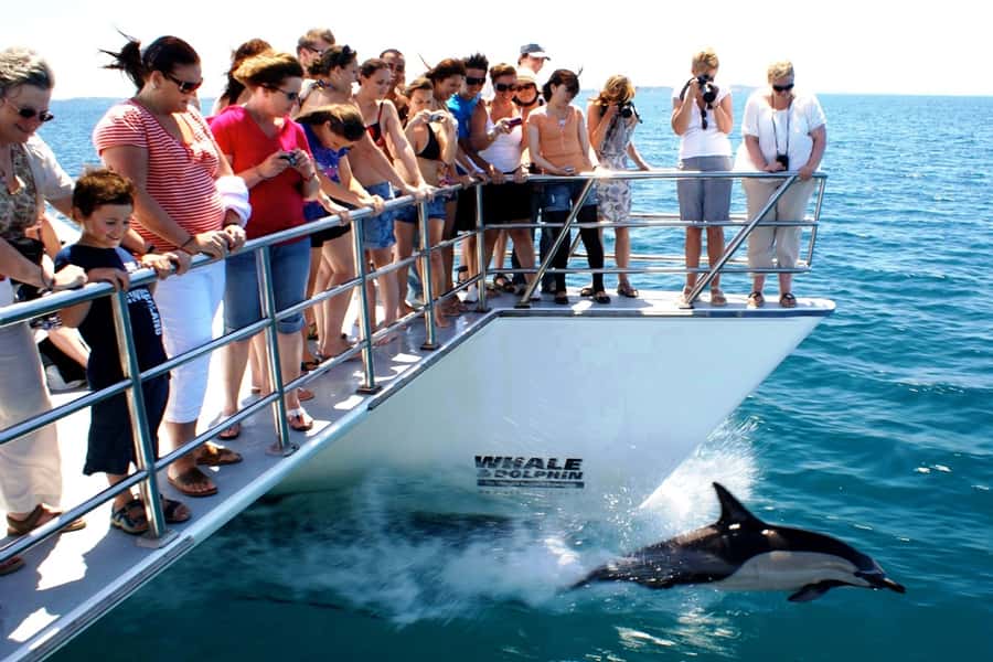 Auckland: Whale and Dolphin Watching Half-Day Eco Cruise - Food, drinks, and what to bring for better wildlife viewing