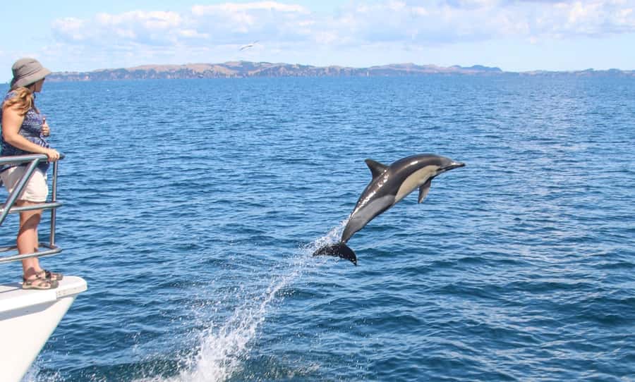 Auckland: Whale and Dolphin Watching Half-Day Eco Cruise - Luxury catamaran comfort on the Dolphin Explorer