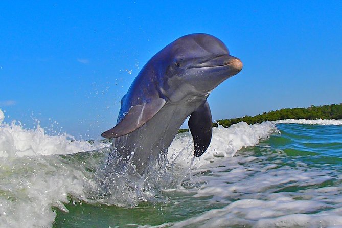 Avi's Premium Dolphin Tour by Jet Ski - Dolphin and Marine Life Spotting Off Marco Island
