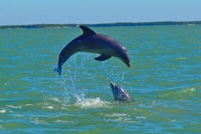 Avi's Premium Dolphin Tour by Jet Ski - The Two-Hour Ride: Mangrove Pass Through the 10,000 Islands
