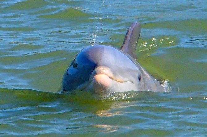 Avi's Premium Dolphin Tour by Jet Ski - Who This Tour Fits Best