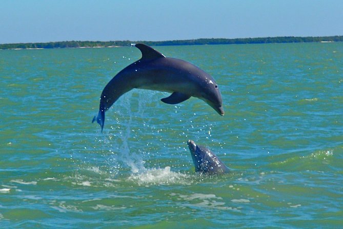 Avi's Premium Dolphin Tour by Jet Ski - The Two-Hour Ride: Mangrove Pass Through the 10,000 Islands