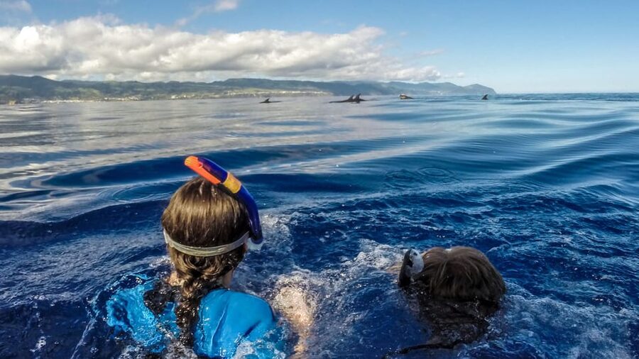 Azores: Swim with Dolphins Atlantic Experience - Key Points That Matter Before You Book