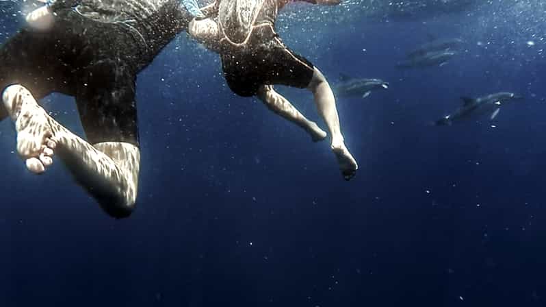 Azores: Swim with Dolphins Atlantic Experience - Where Vila Franca do Campo Fits Into Your Azores Trip