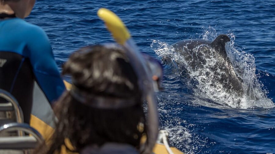 Azores: Swim with Dolphins Atlantic Experience - What the Guides Actually Do With You (Not Just Where They Take You)