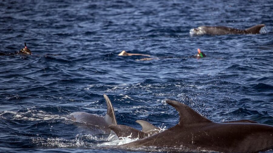 Azores: Swim with Dolphins Atlantic Experience - The Dolphin Odds: Seasons, Species, and Realistic Expectations