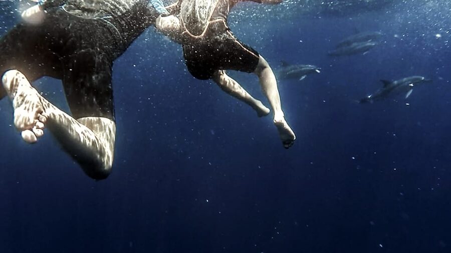 Azores: Swim with Dolphins Atlantic Experience - Price and Value: Is $136 a Fair Trade for Cold-Water Dolphin Time?