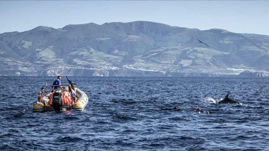 Azores: Swim with Dolphins Atlantic Experience - Who This Swim Works For (And Who Should Skip It)