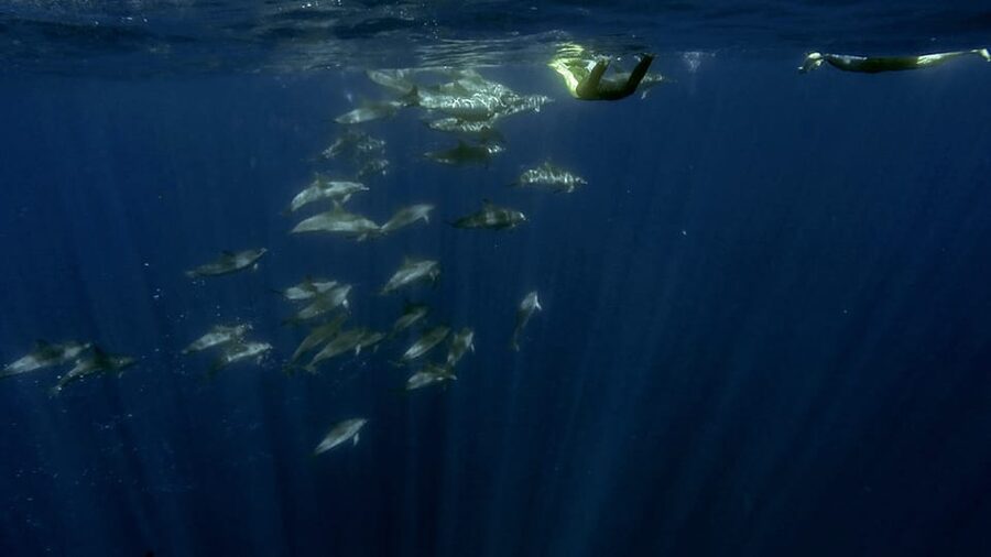 Azores: Swim with Dolphins Atlantic Experience - What to Pack: The Simple List That Prevents a Miserable Ride