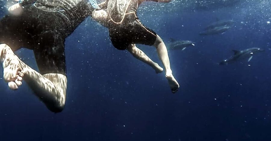 Azores: Swim with Dolphins Atlantic Experience - The 3-Hour Flow: Briefing, Search, Swim Turns, Then Snorkel Time