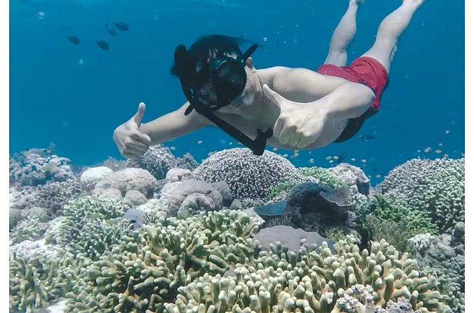 Bali and Lovina with Sunrise Dolphin Tour and Snorkeling - Sunrise dolphin search: how the encounter fits the schedule