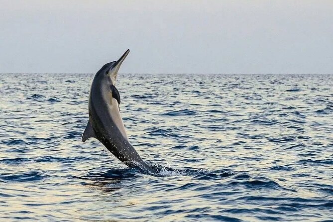 Bali and Lovina with Sunrise Dolphin Tour and Snorkeling - Snorkeling in Lovina: coral and colorful fish time