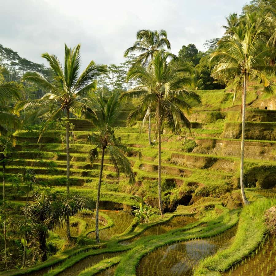 Bali Bliss: Dolphin Lovina Private Expedition - Quick hits before you go