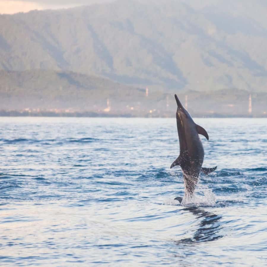 Bali Bliss: Dolphin Lovina Private Expedition - Option A (03:30 pickup): Wanagiri, Handara, and Bratan in one long scenic day