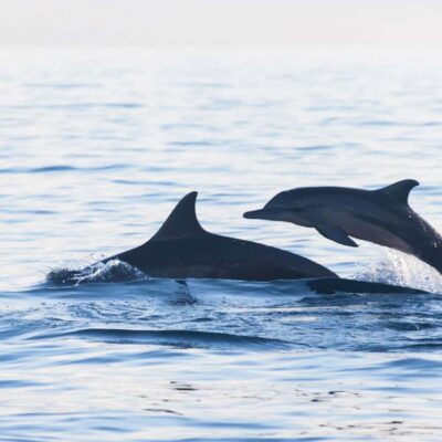 Bali Bliss: Dolphin Lovina Private Expedition - Traditional boat time: your biggest included value