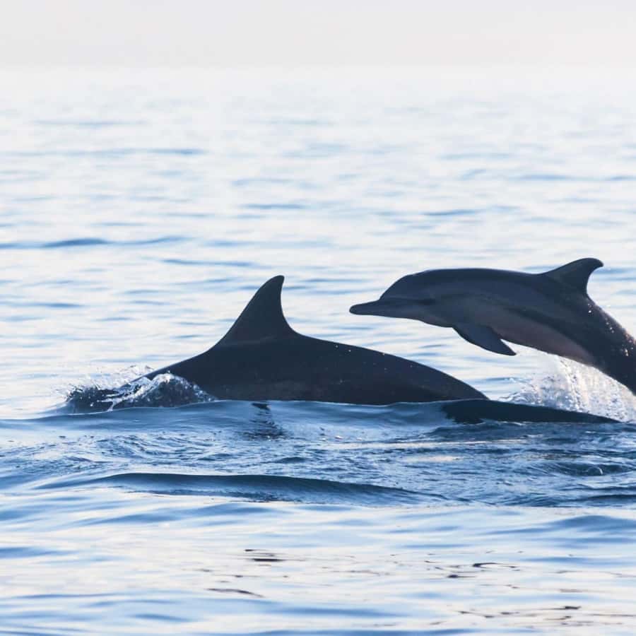 Bali Bliss: Dolphin Lovina Private Expedition - Traditional boat time: your biggest included value