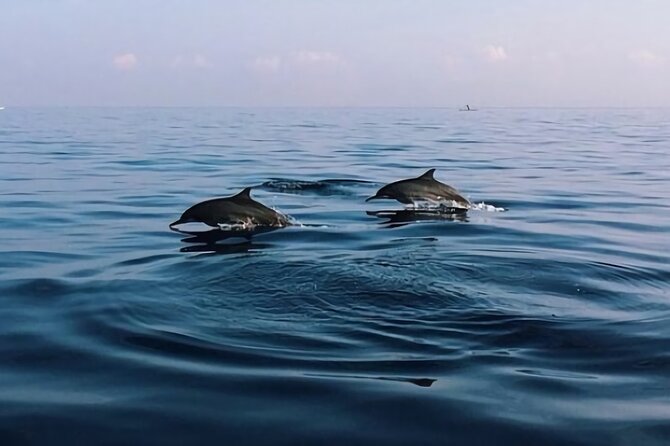 Bali Dolphin Lovina tour and Ulundanu Beratan - How the Lovina dolphin morning is built for real spotting