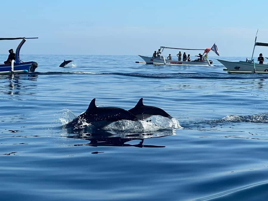 Bali: Dolphin Swimming Tour with ATV Quad Bike & Waterfall - Why North Bali beats a generic Bali checklist