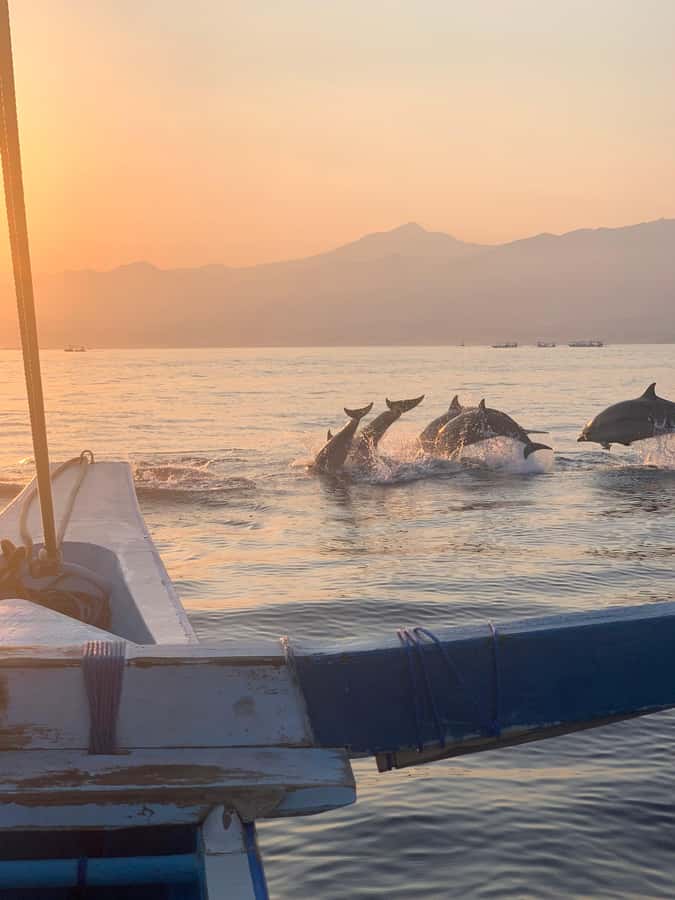 Bali: Dolphin Watching, Snorkeling, and Munduk Day Tour - Lovina snorkeling in calm water: how to make it actually enjoyable