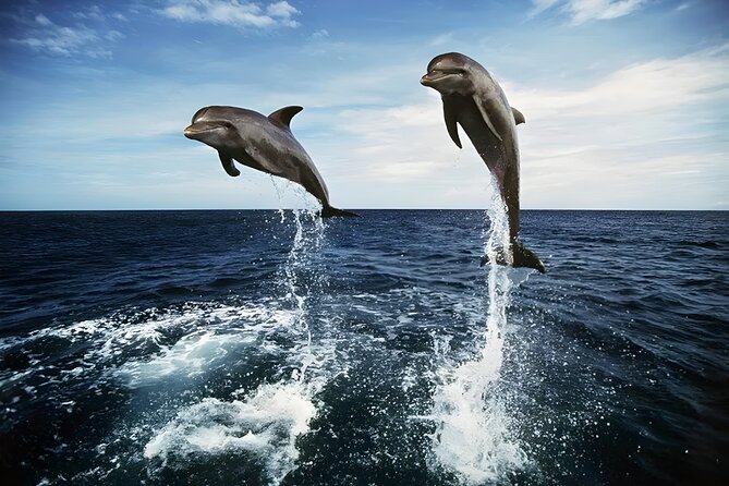 Bali Dolphin Watching Sunrise Tour in Lovina Beach - On the Water at Lovina Beach: Dolphin Watching Without the Guesswork Feeling
