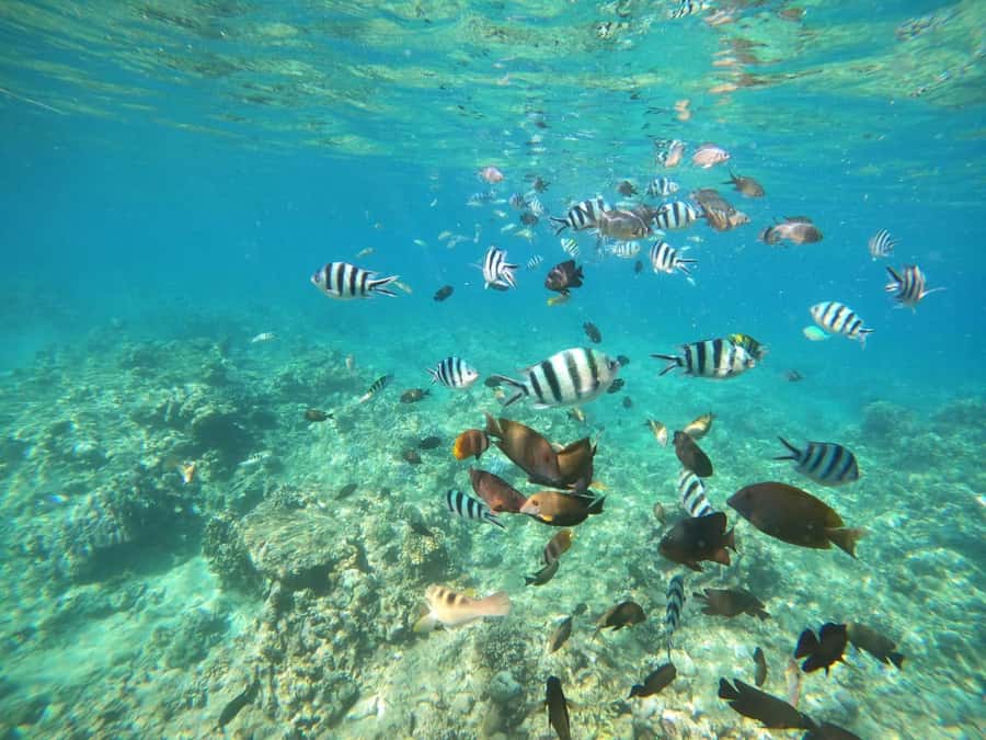 Bali: Lovina dolphin adventure with breakfast and snorkling. - Key highlights I’d pencil into your day