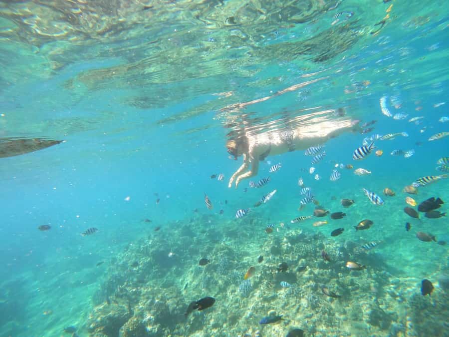 Bali: Lovina dolphin adventure with breakfast and snorkling. - Banyumala Twin Waterfalls: a possible bonus in your north Bali day