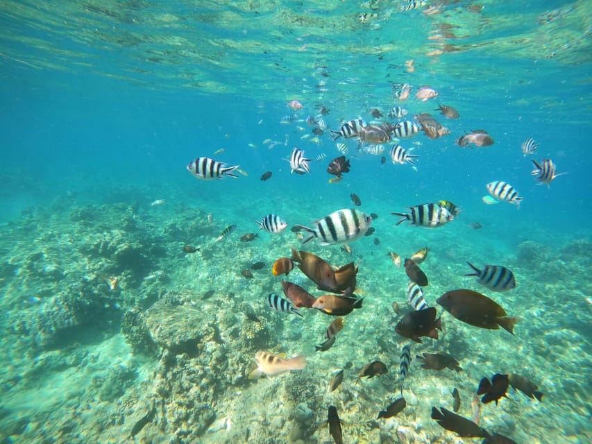 Bali: Lovina dolphin adventure with breakfast and snorkling. - Price and value: is $26 actually a good deal?