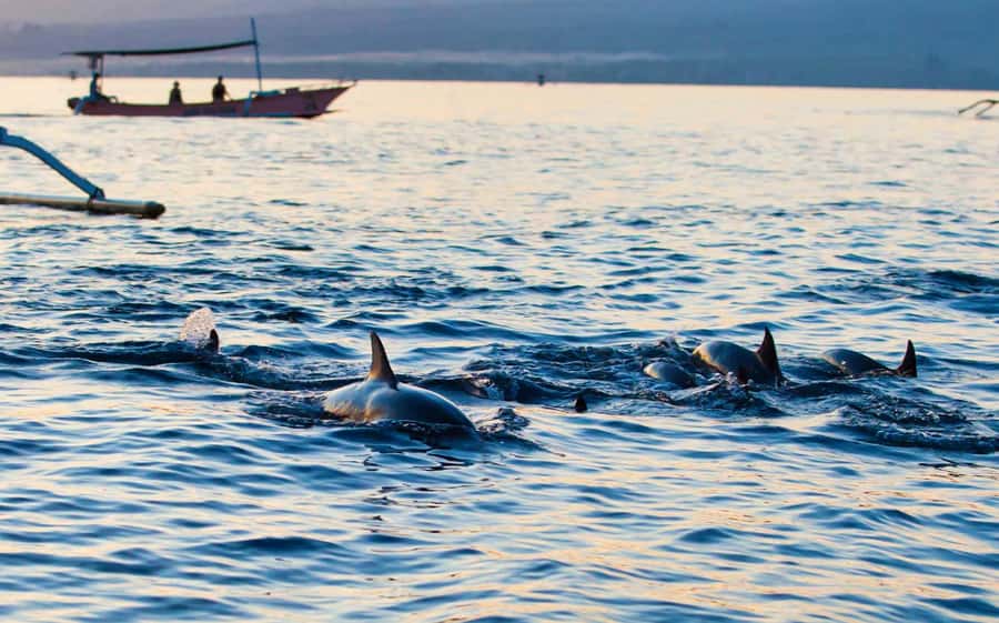 Bali: Lovina dolphin adventure with breakfast and snorkling. - Final call: should you book the Lovina dolphin + snorkel day?