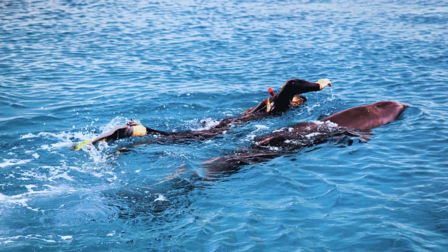 Bali/Lovina: Dolphin Snorkeling, Swimming & Waterfall Tour - Snorkeling at Lovina: Coral, Fish, and a Quick Gear Check