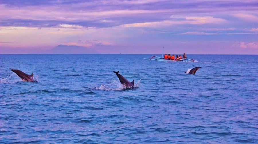 Bali/Lovina: Dolphin Snorkeling, Swimming & Waterfall Tour - Price and Value: How $19 Can Still Make Sense