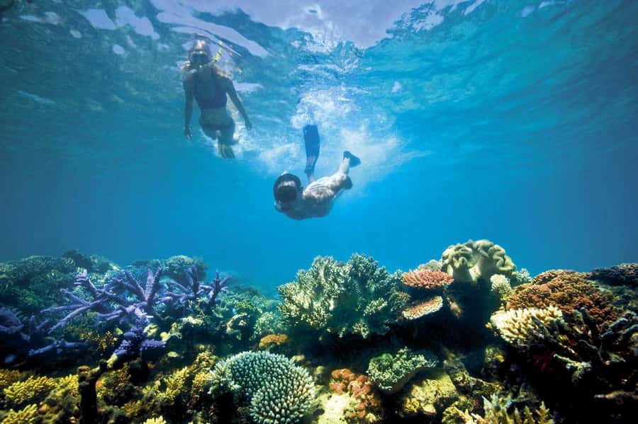 Bali/Lovina: Dolphin Snorkeling, Swimming & Waterfall Tour - Should You Book This Lovina Dolphin Snorkeling and Waterfall Tour?