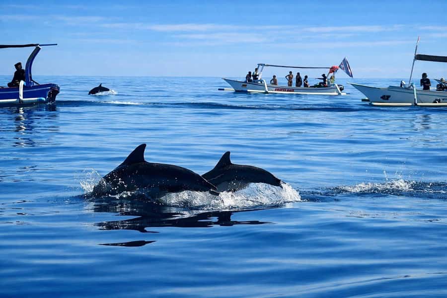 Bali/Lovina: Guided Dolphin Watching & Sunrise Boat Snorkel - Snorkeling after dolphins: reef time without rushing