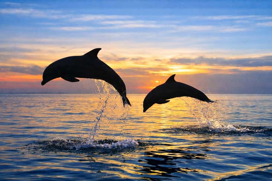 Bali/Lovina: Guided Dolphin Watching & Sunrise Boat Snorkel - Transfers and total day length: why your pickup choice matters