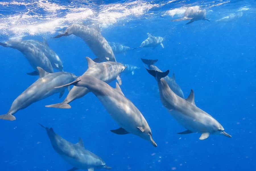 Bali/Lovina: Guided Dolphin Watching & Sunrise Boat Snorkel - Basecamp comforts: small perks that make early mornings easier