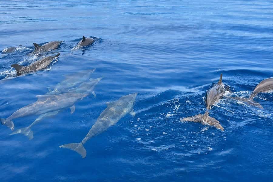Bali/Lovina: Guided Dolphin Watching & Sunrise Boat Snorkel - Guide and captain matters more than you think