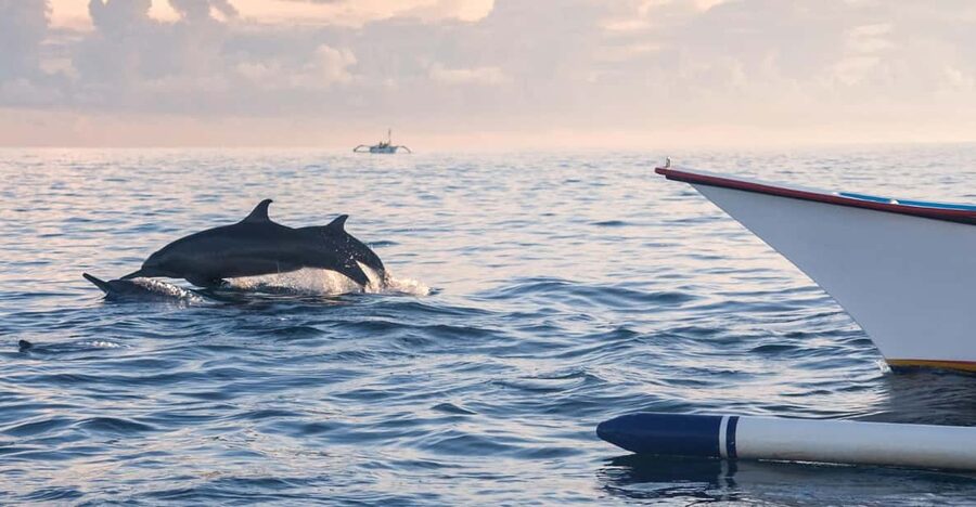 Bali: Swimming with dolphin & waterfal tour, all inclusive. - Should you book this Bali dolphin, waterfall, and coffee tour?