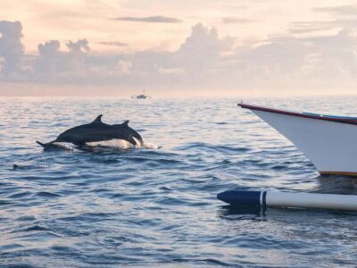 Bali: Swimming with dolphin & waterfal tour, all inclusive. - Lovina Beach at early morning: why the timing matters