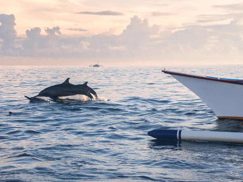 Bali: Swimming with dolphin & waterfal tour, all inclusive. - Balinese coffee plantation and tasting: what you’re really buying