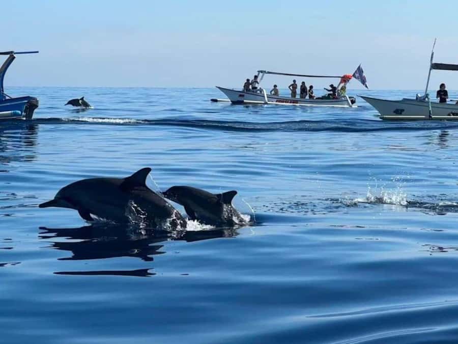 Bali: Watching Dolphin, Swimming & Snorkeling Tour - Key Highlights You’ll Actually Care About