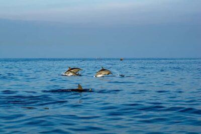 Bali: Watching Dolphin, Swimming & Snorkeling Tour - Getting There: Brother Dolphin Meeting Point and Optional Pickup