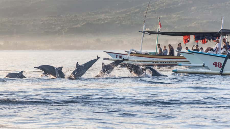 Bali: Watching Dolphin, Swimming & Snorkeling Tour - Duration and Timing: The 4–7 Hour Morning Plan