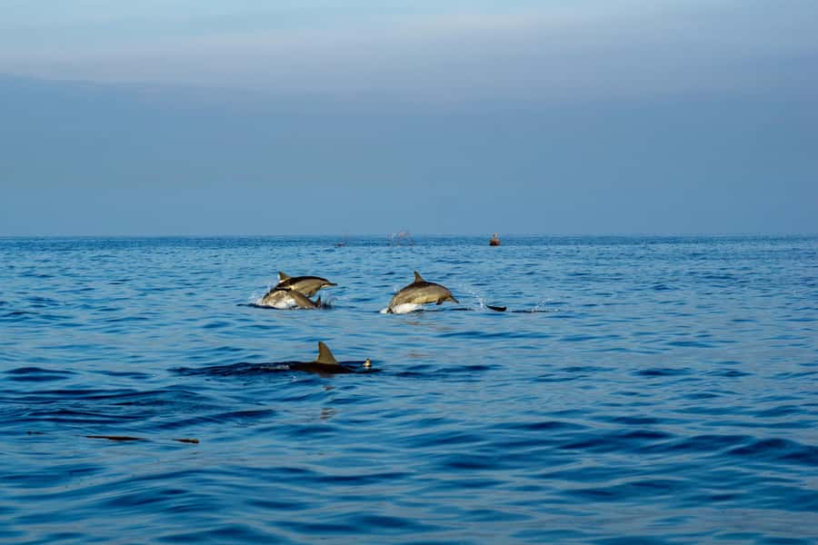 Bali: Watching Dolphin, Swimming & Snorkeling Tour - Getting There: Brother Dolphin Meeting Point and Optional Pickup