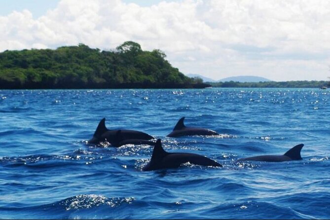 Baraka Aquarium and Dolphin Sightseeing with Sunset Cruise - Logistics that matter in Zanzibar: pickup, private group, and timing