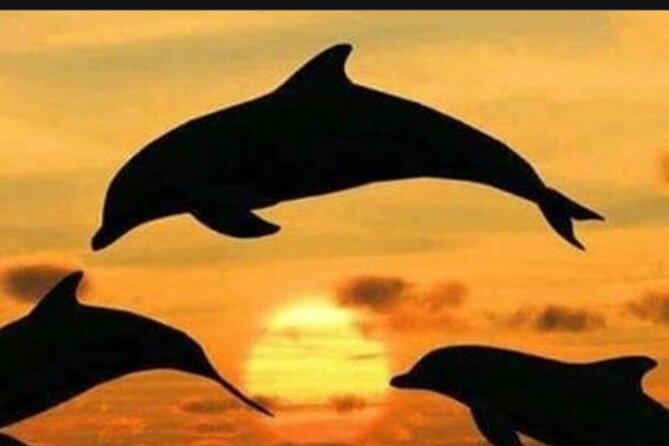 Baraka Aquarium and Dolphin Sightseeing with Sunset Cruise - Baraka Natural Aquarium in Nungwi: waist-deep green turtles and welfare-focused rules