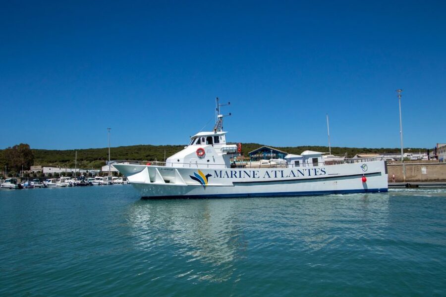 Barbate: Dolphin and Whale Watching in Cape Trafalgar - A 3-hour boat trip that’s really about the sightings