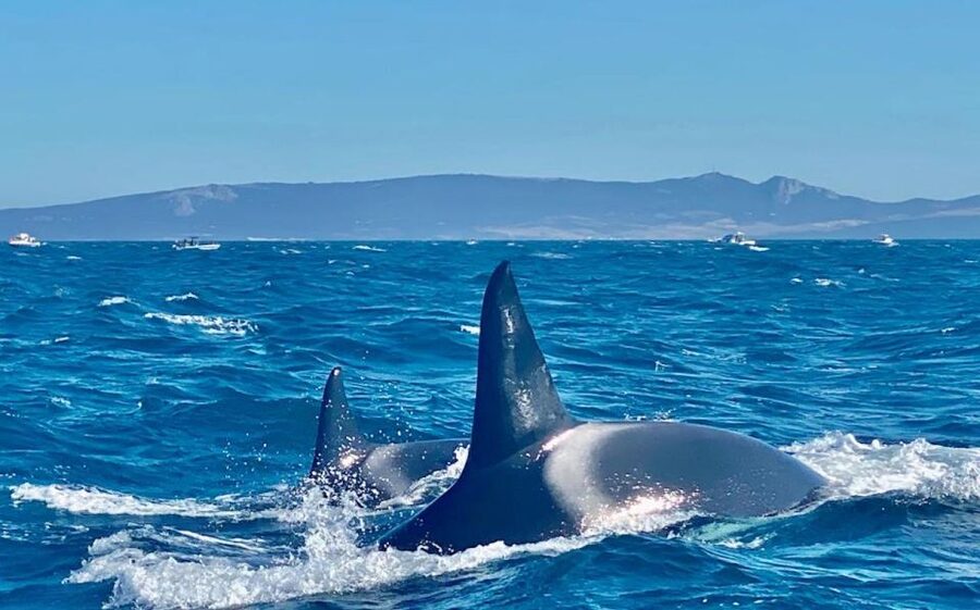 Barbate: Dolphin and Whale Watching in Cape Trafalgar - Price and real value: what $53 buys you
