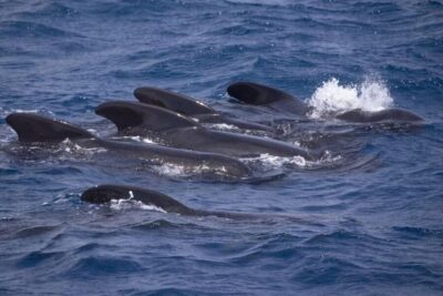 Barbate: Dolphin and Whale Watching in Cape Trafalgar - The Barbate departure and the first photo-and-sighting stretch
