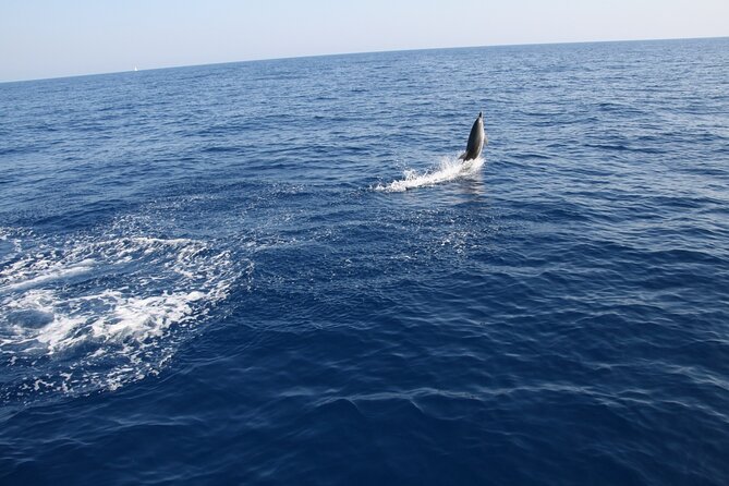 Bari sailing cruise in search of dolphins - Why a Bari dolphin-search sail feels different (and usually better)