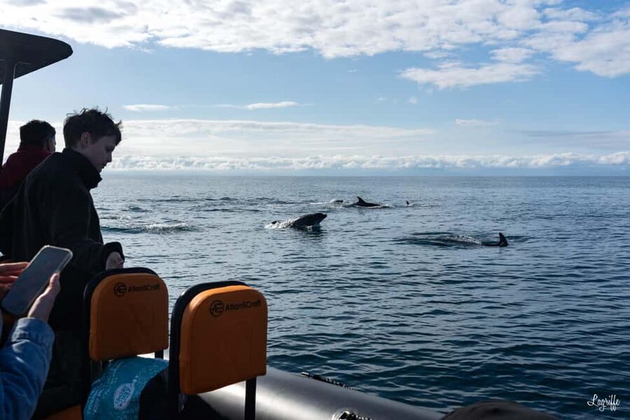 Basque Country : Whale and Dolphin Watching Boat Tours - Key things I’d plan around before you go
