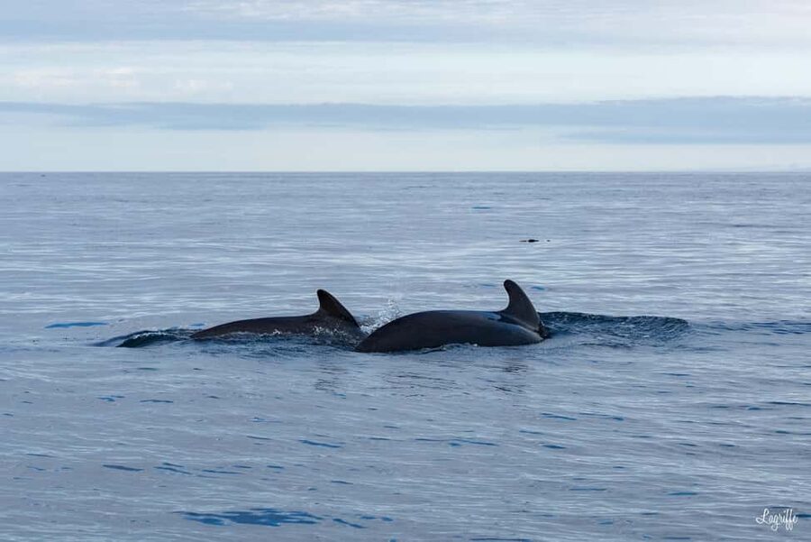 Basque Country : Whale and Dolphin Watching Boat Tours - Should you book this cetacean watching tour from Saint-Jean-de-Luz?